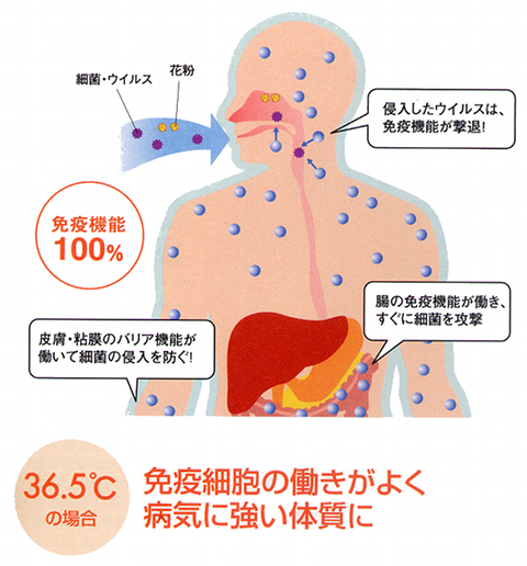 冷えのない状態の身体の働き